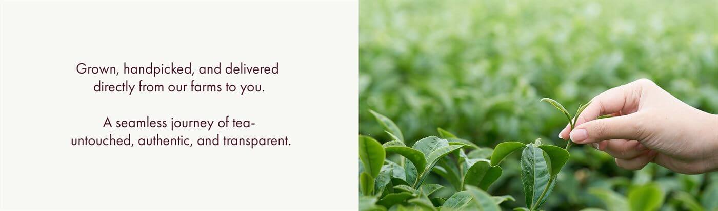 What Is Himalayan Tea? Benefits, Origin, and Why It Tastes Different From Everything Else